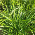 Liriope Evergreen Giant 140 Mm