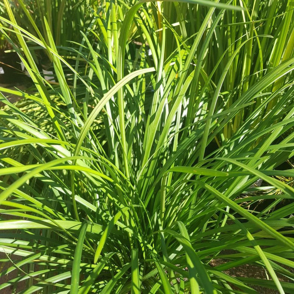 Liriope Evergreen Giant 140 Mm