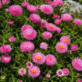 Bracteantha Mohave Pink 140mm