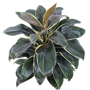 Cordyline Fruticosa Coffee Compacta 200mm