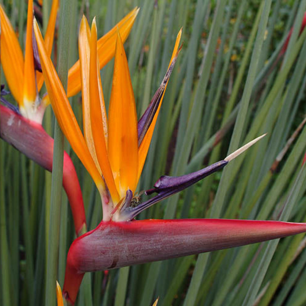 Strelitzia Parvifolia Var Juncea 200mm