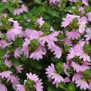 Scaevola Pink Fusion 140mm