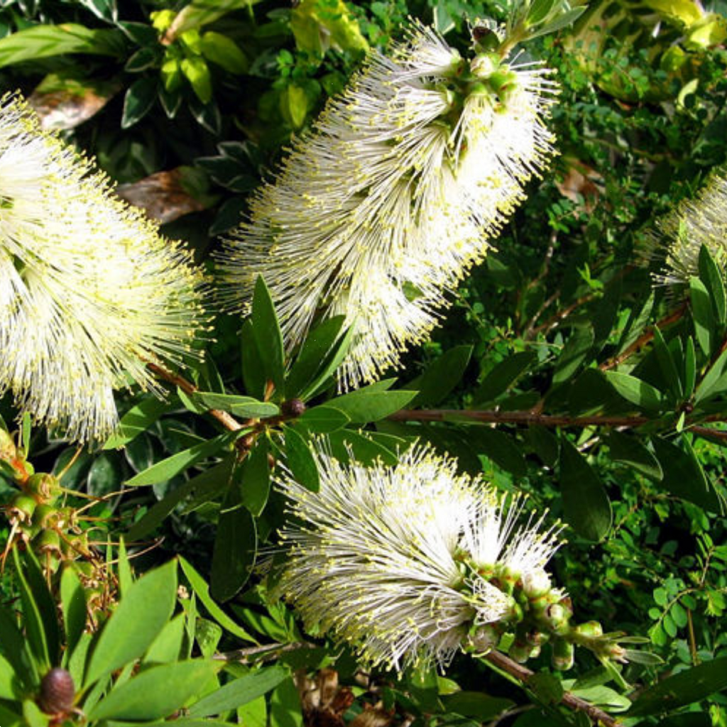 Callistemon Citrinus White Anzac 140mm