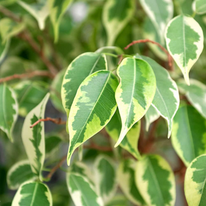 Ficus Benjamina Variegata 140mm