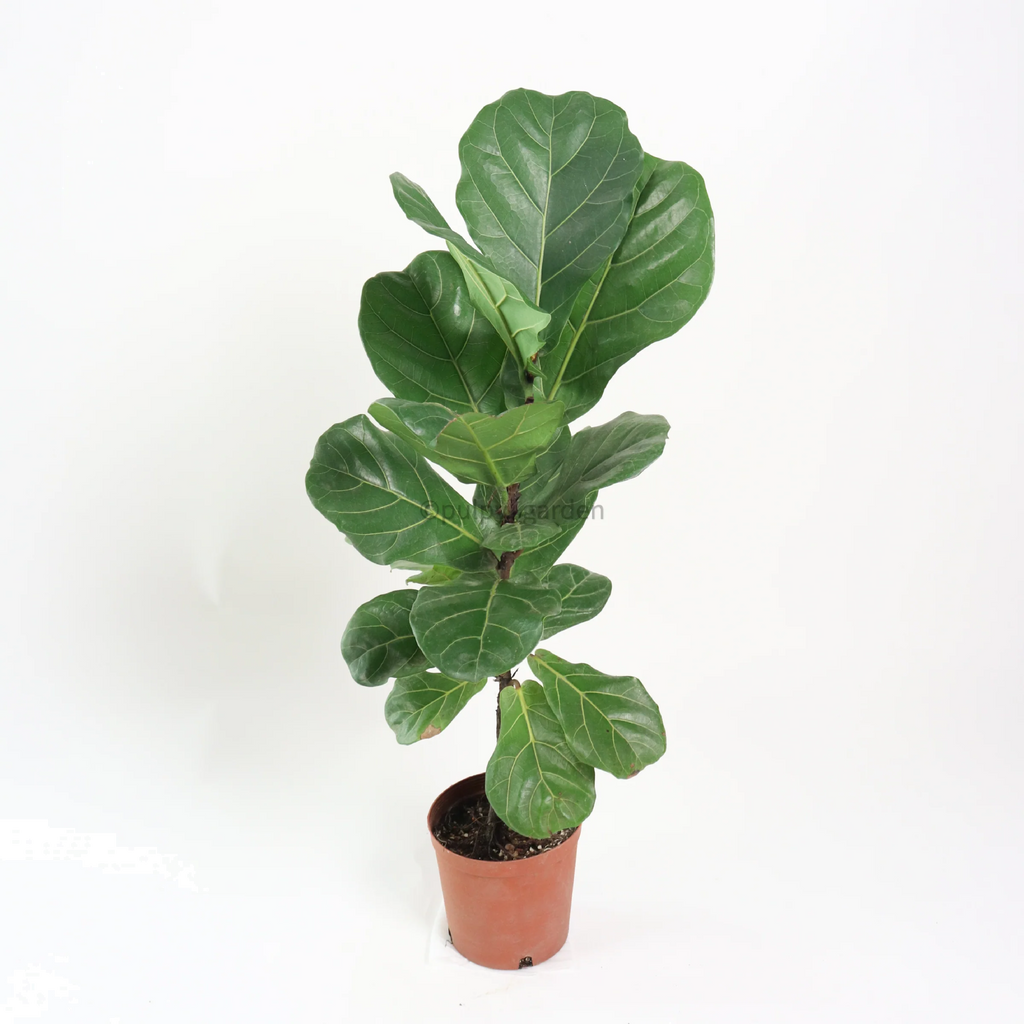 Ficus Lyrata 200mm