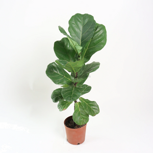 Ficus Lyrata 200mm