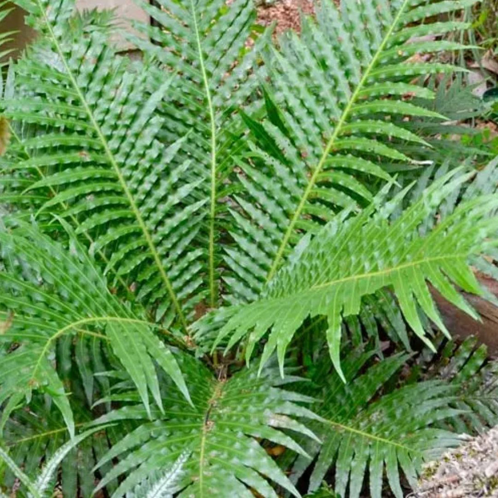 Blechnum Silver Lady 200mm