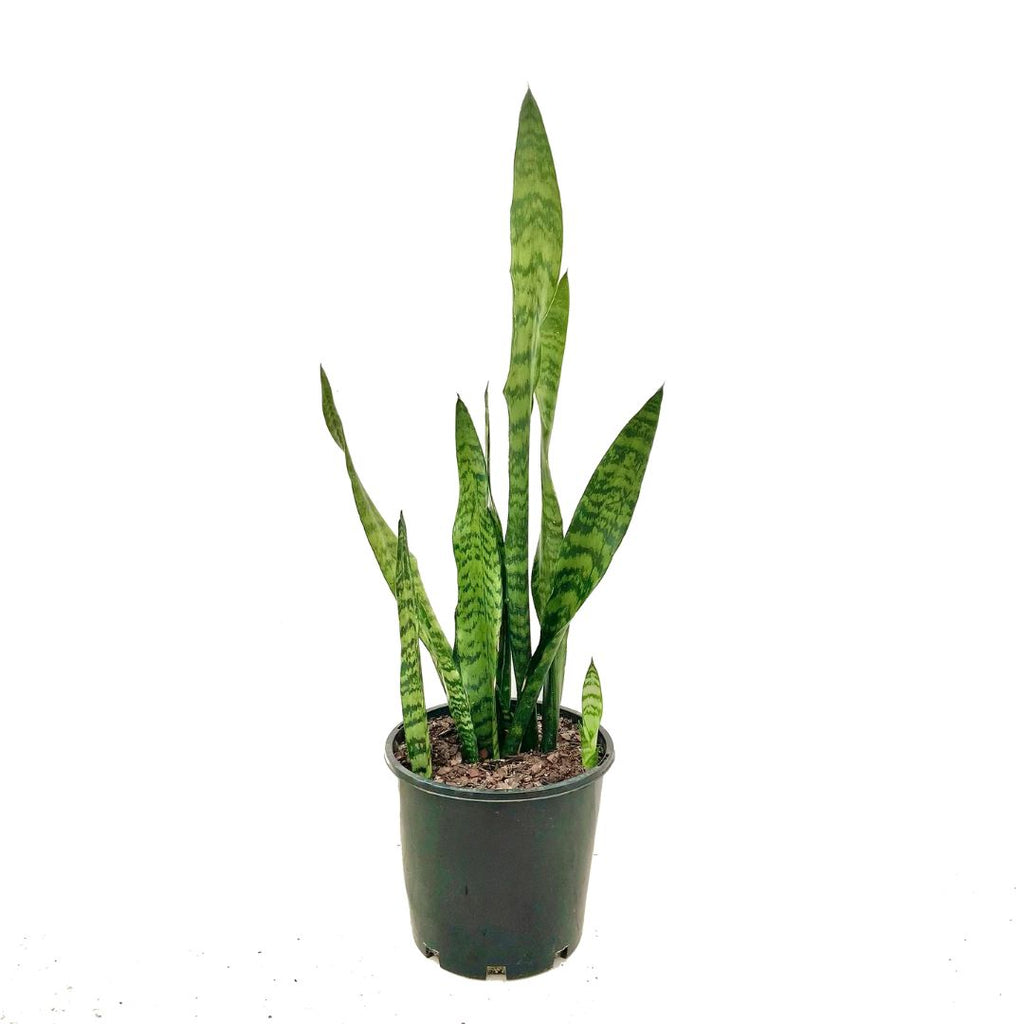 Sansevieria Trifasciata 200mm