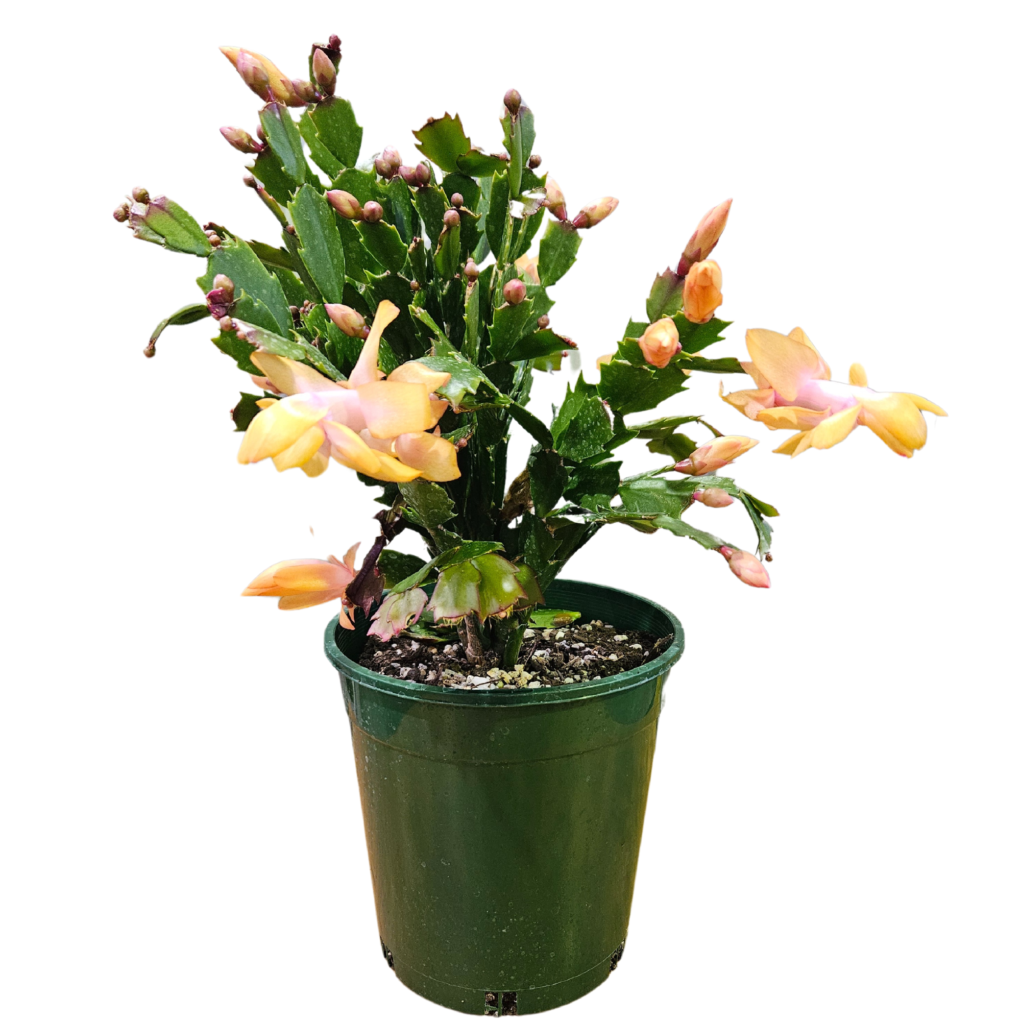 Zygo Cactus 17.5cm