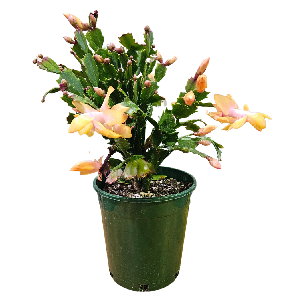 Zygo Cactus 17.5cm