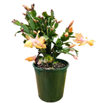 Load image into Gallery viewer, Zygo Cactus 17.5cm
