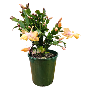 Zygo Cactus 17.5cm