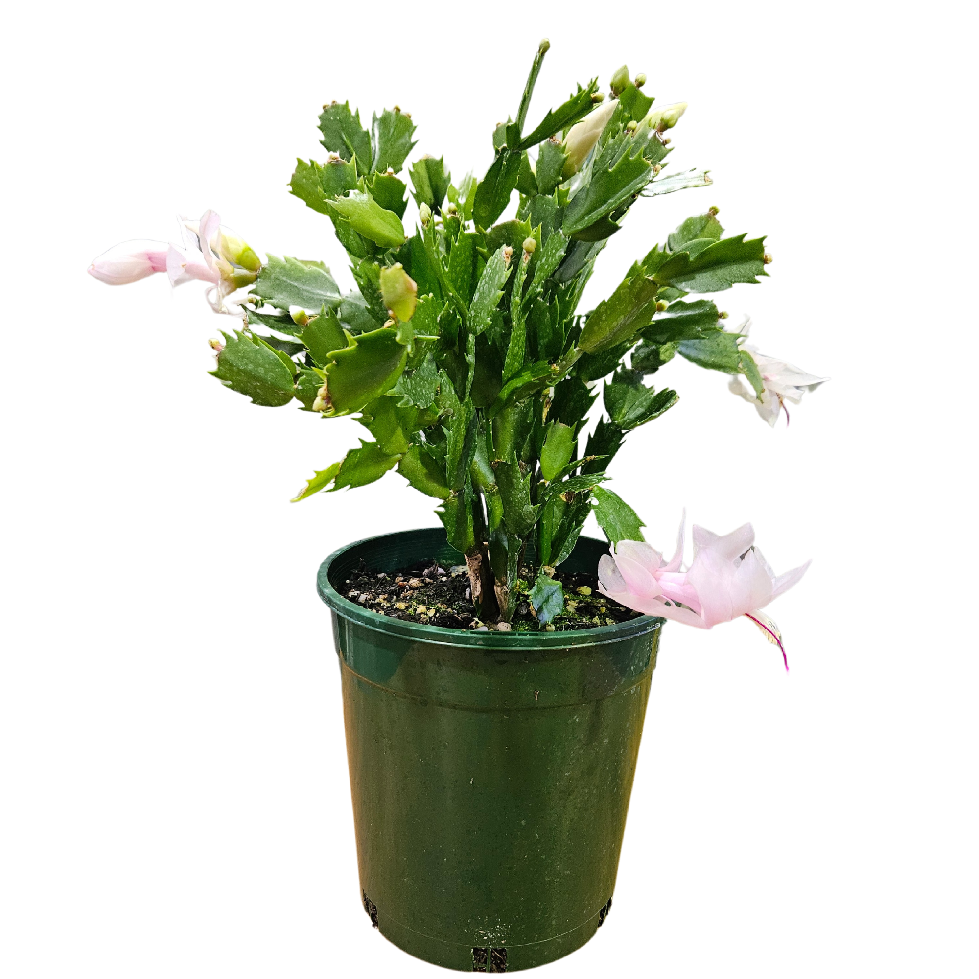 Zygo Cactus 17.5cm