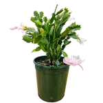 Load image into Gallery viewer, Zygo Cactus 17.5cm
