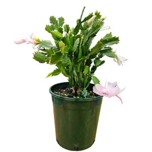 Zygo Cactus 17.5cm