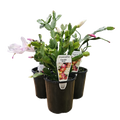 Zygo Cactus 12.5cm