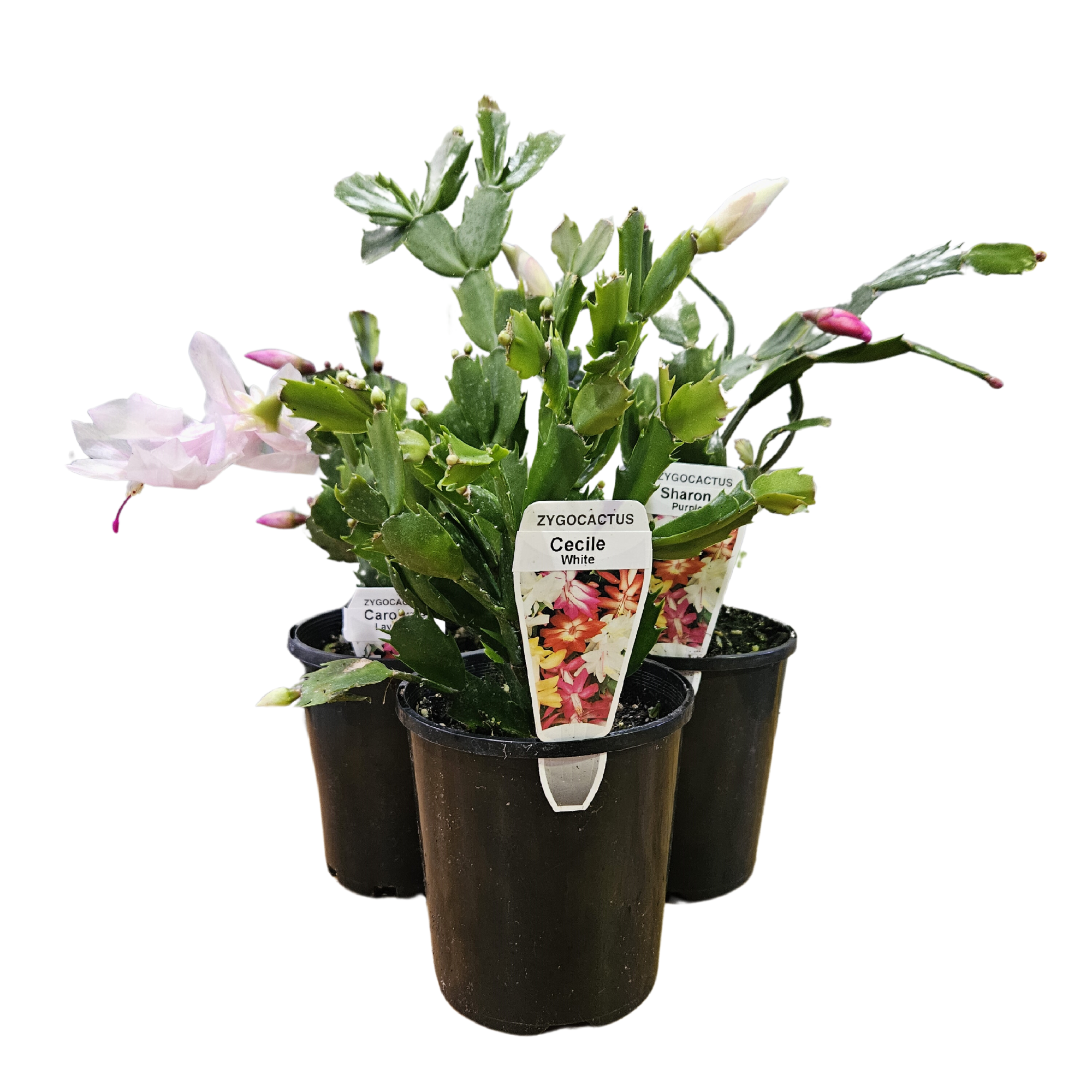 Zygo Cactus 12.5cm
