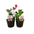 Zygo Cactus 8cm