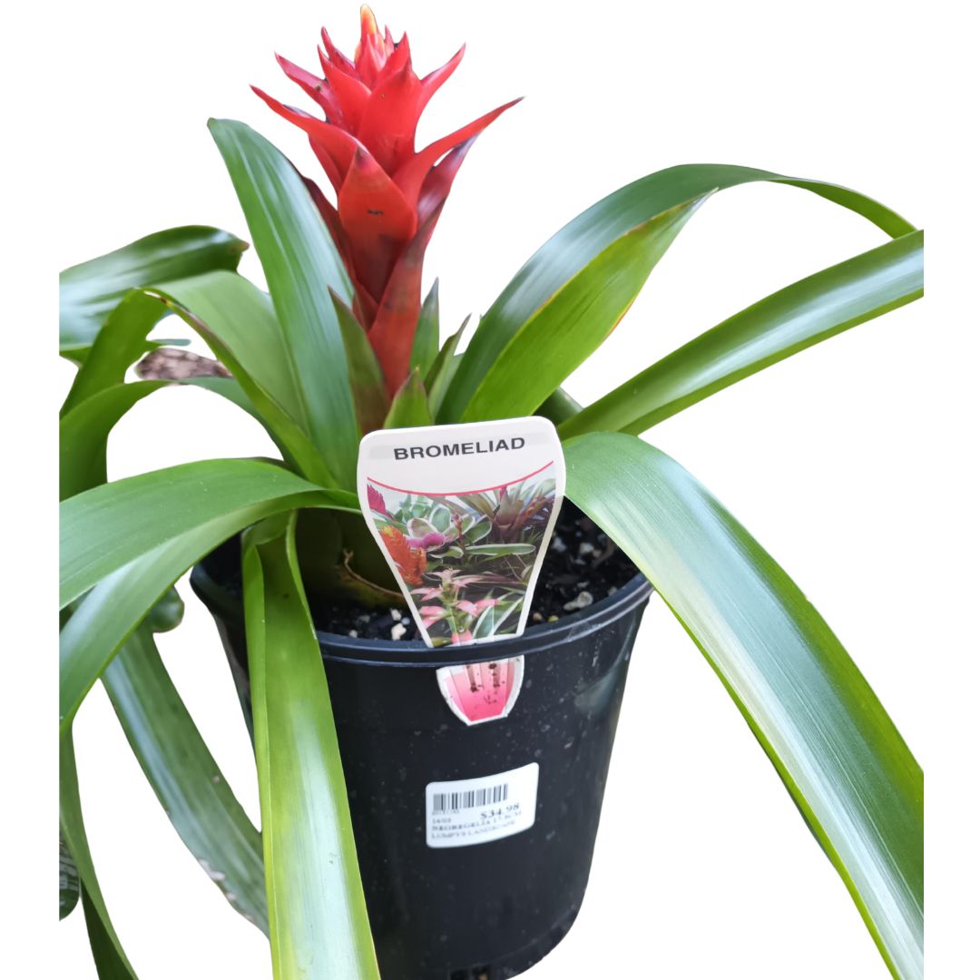 Neoregelia 17.5cm
