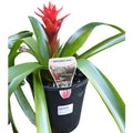 Neoregelia 17.5cm