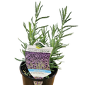 Lavender Frenchette 140mm