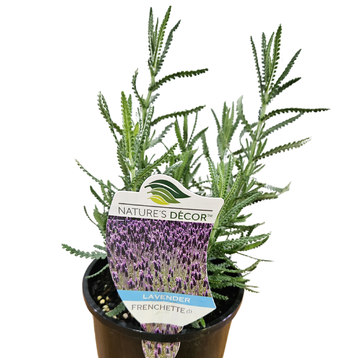 Lavender Frenchette 140mm