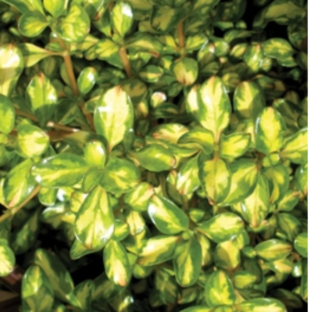 Coprosma Lemon Lime 140mm