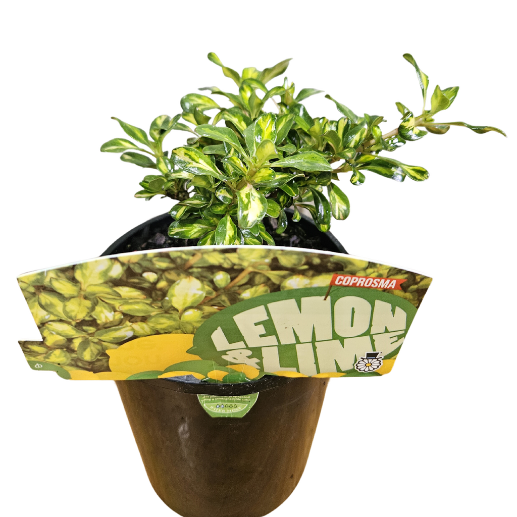 Coprosma Lemon Lime 140mm