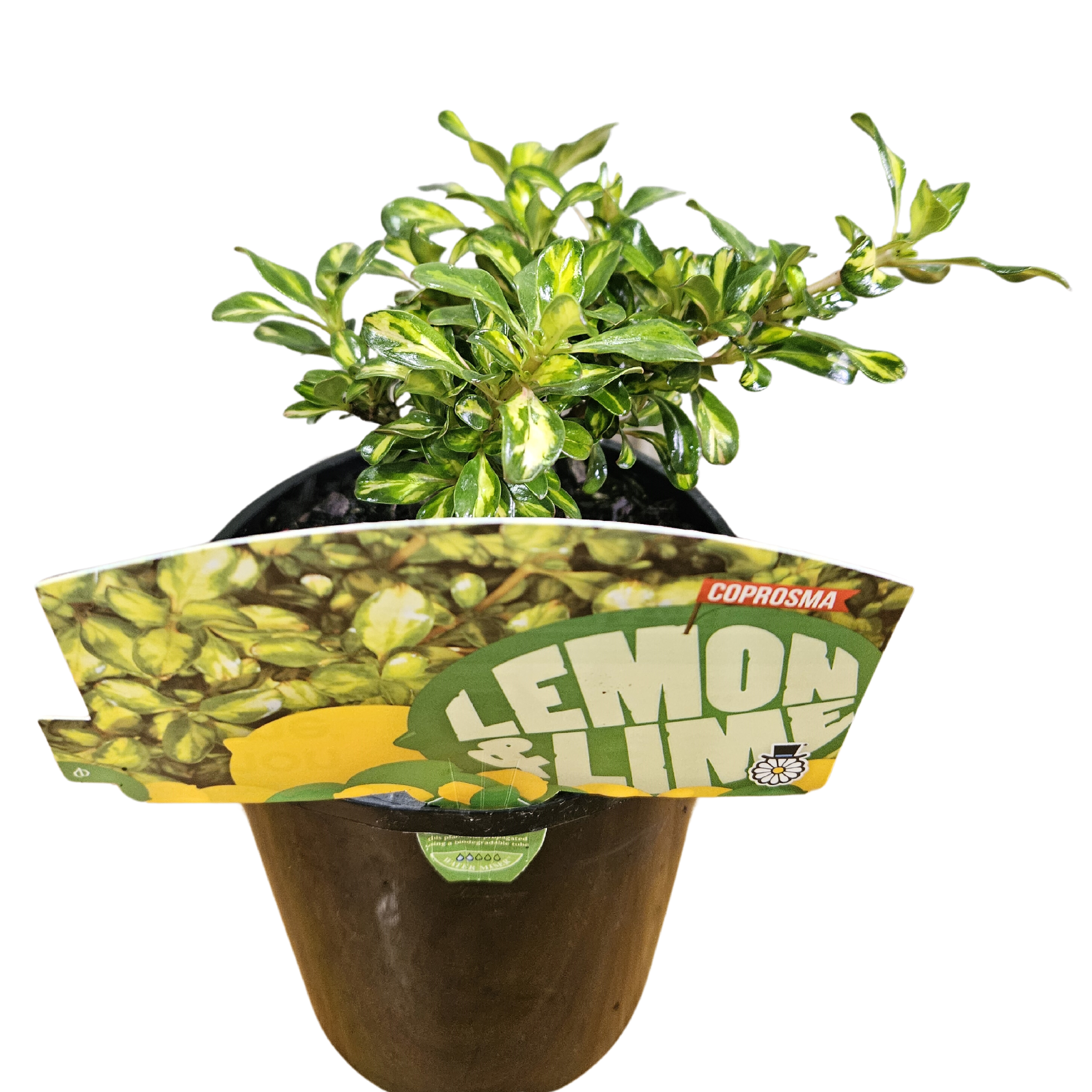 Coprosma Lemon Lime 140mm