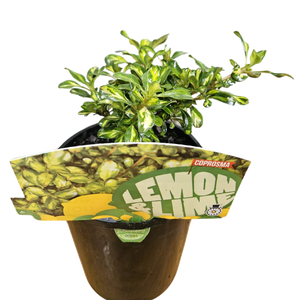 Coprosma Lemon Lime 140mm