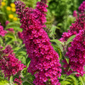 Buddleia Cran Razz  140mm