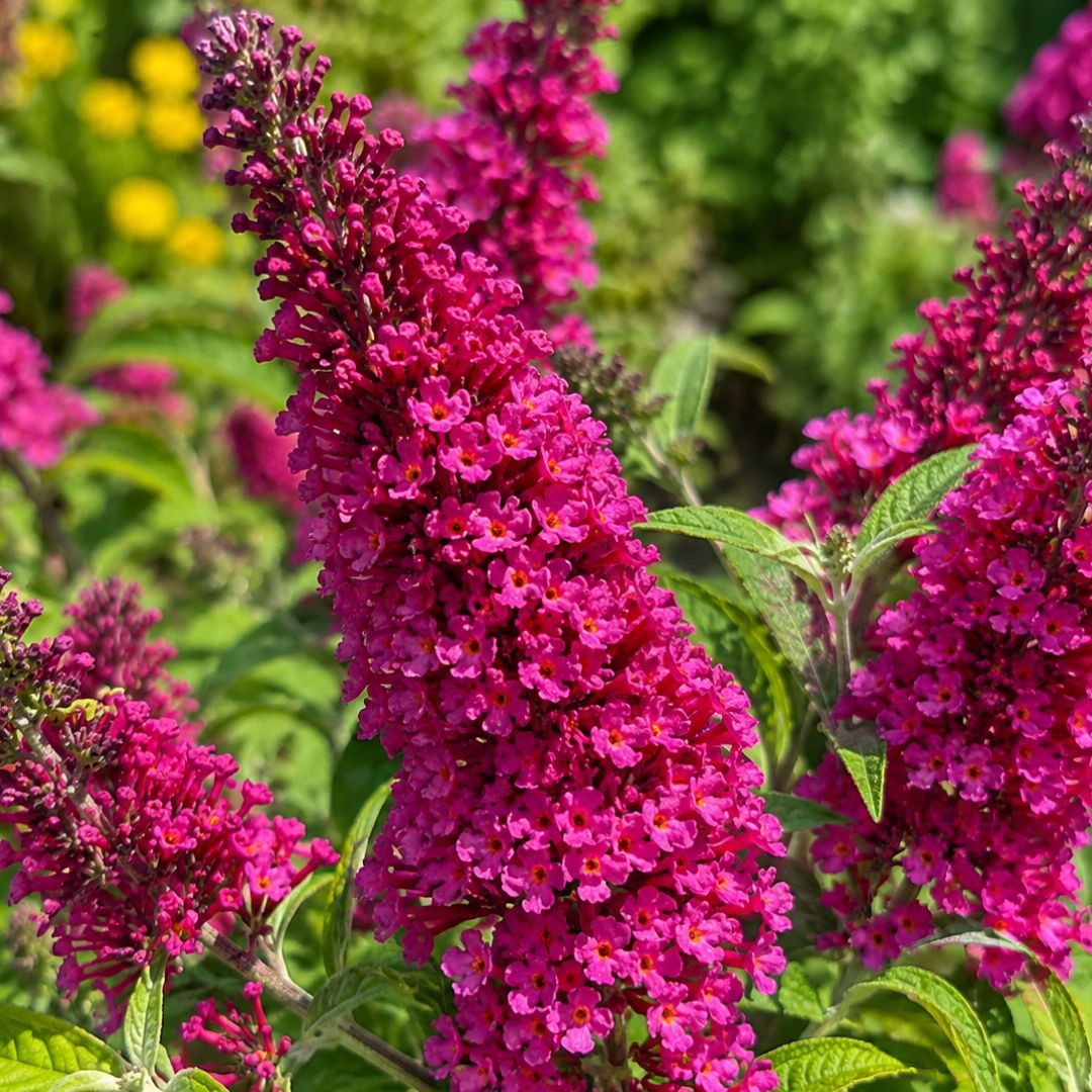 Buddleia Cran Razz  140mm