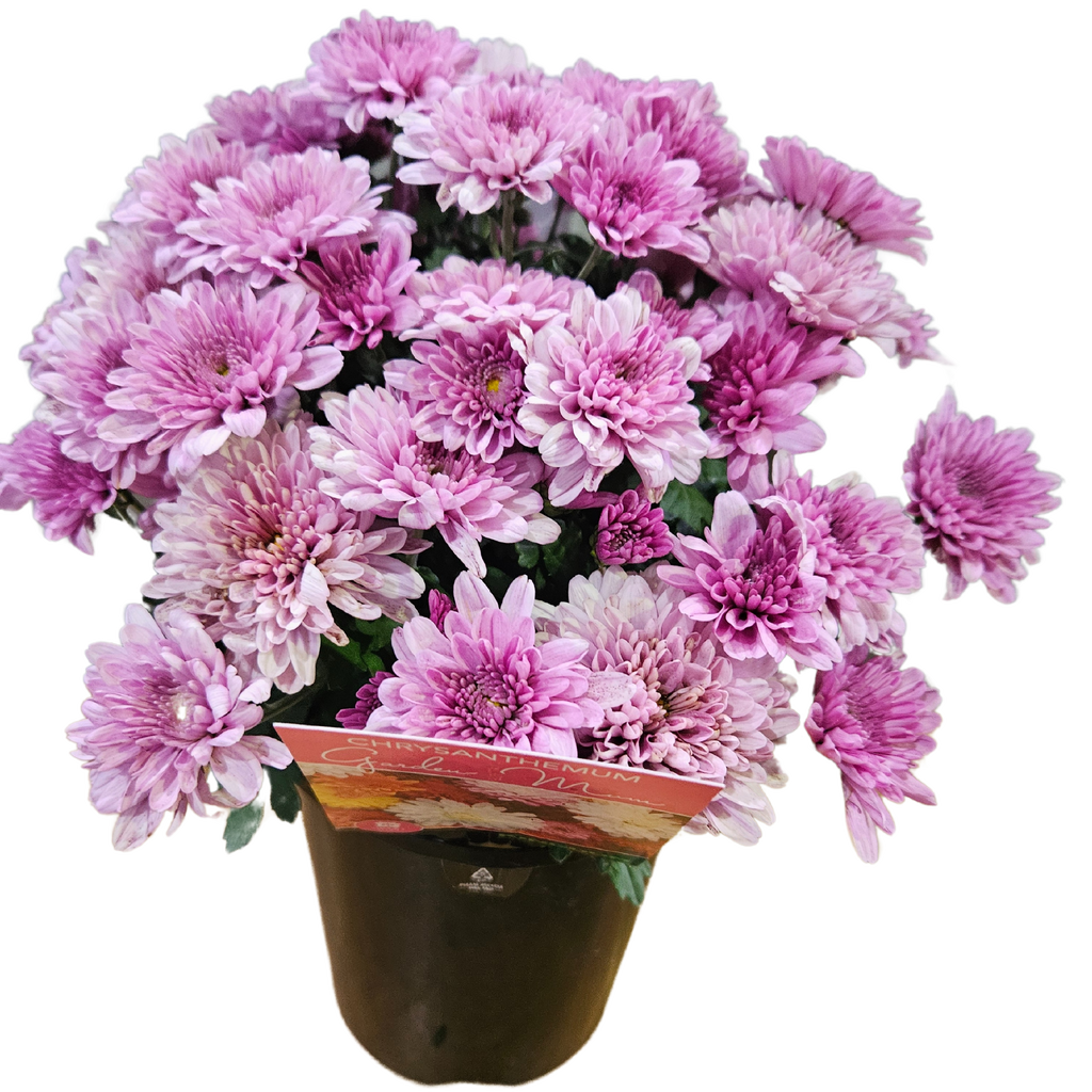 Chrysanthemum Dark Pink 140mm