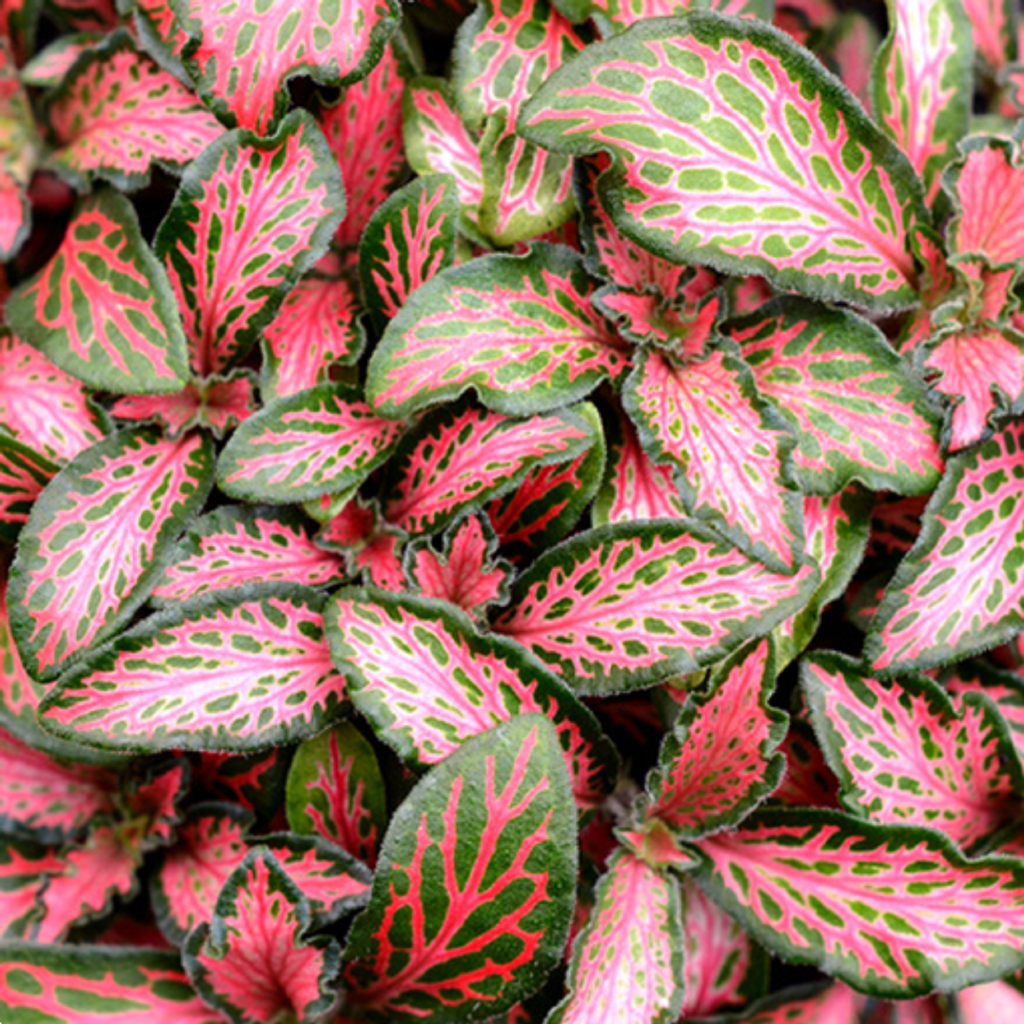 Fittonia  Jungle Flame 125mm