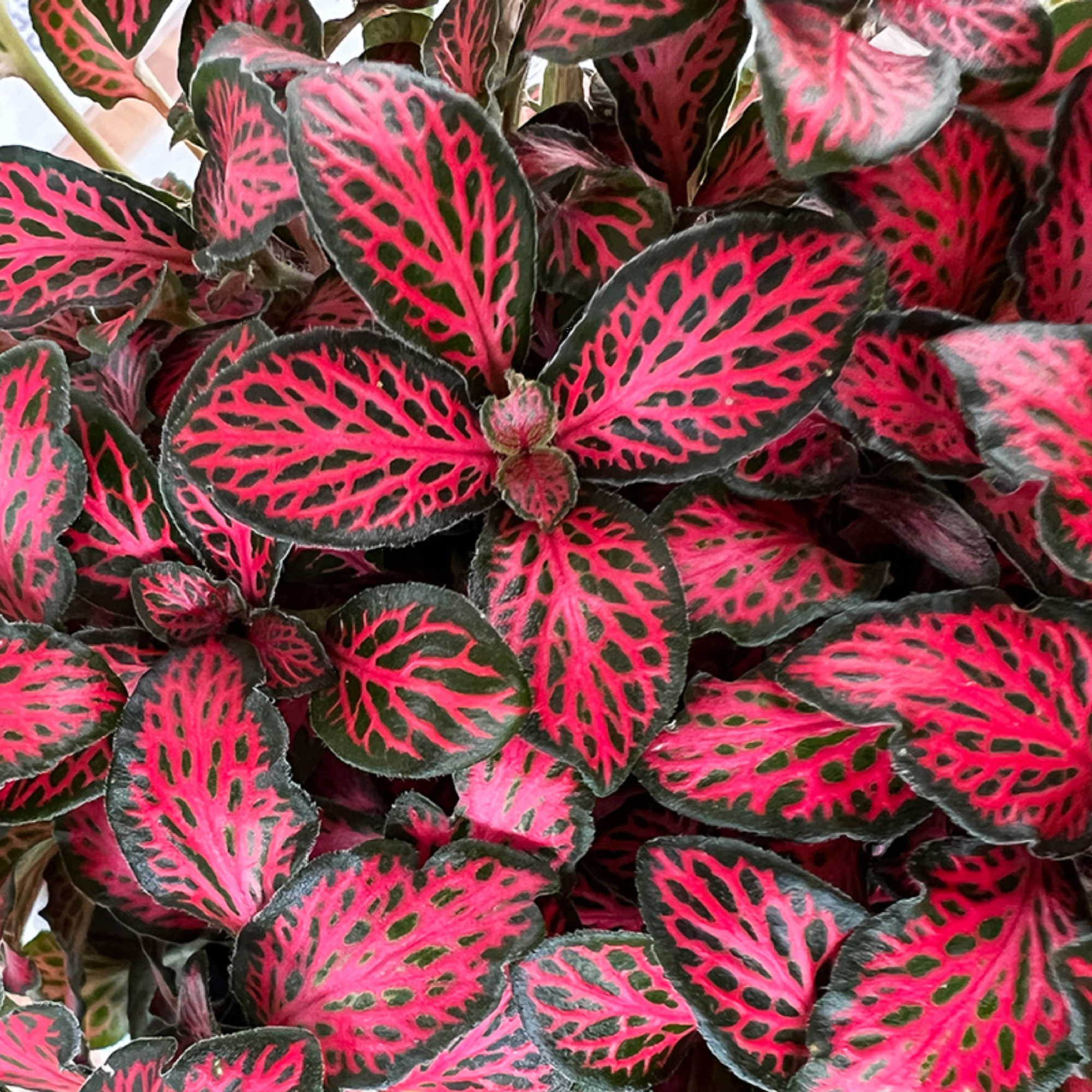 Fittonia Red Flame 125mm