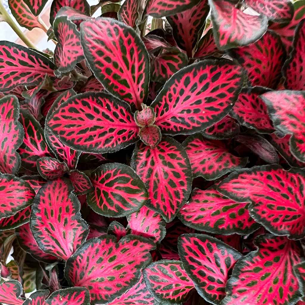 Fittonia Red Flame 125mm