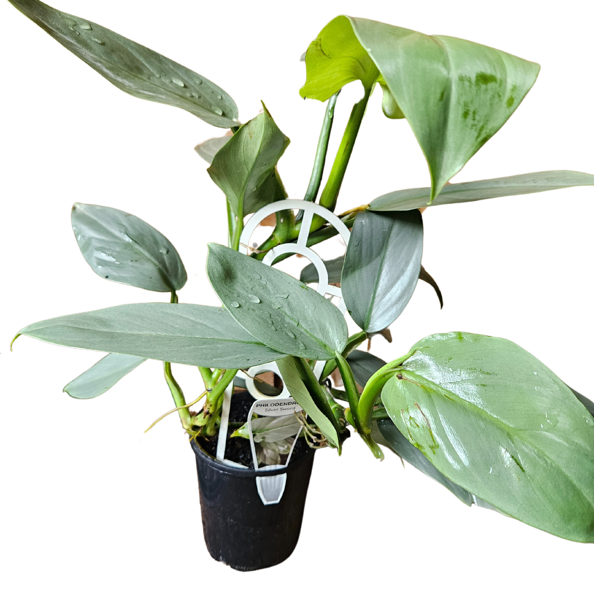 Philodendron Hastatum Silver Sword 125mm