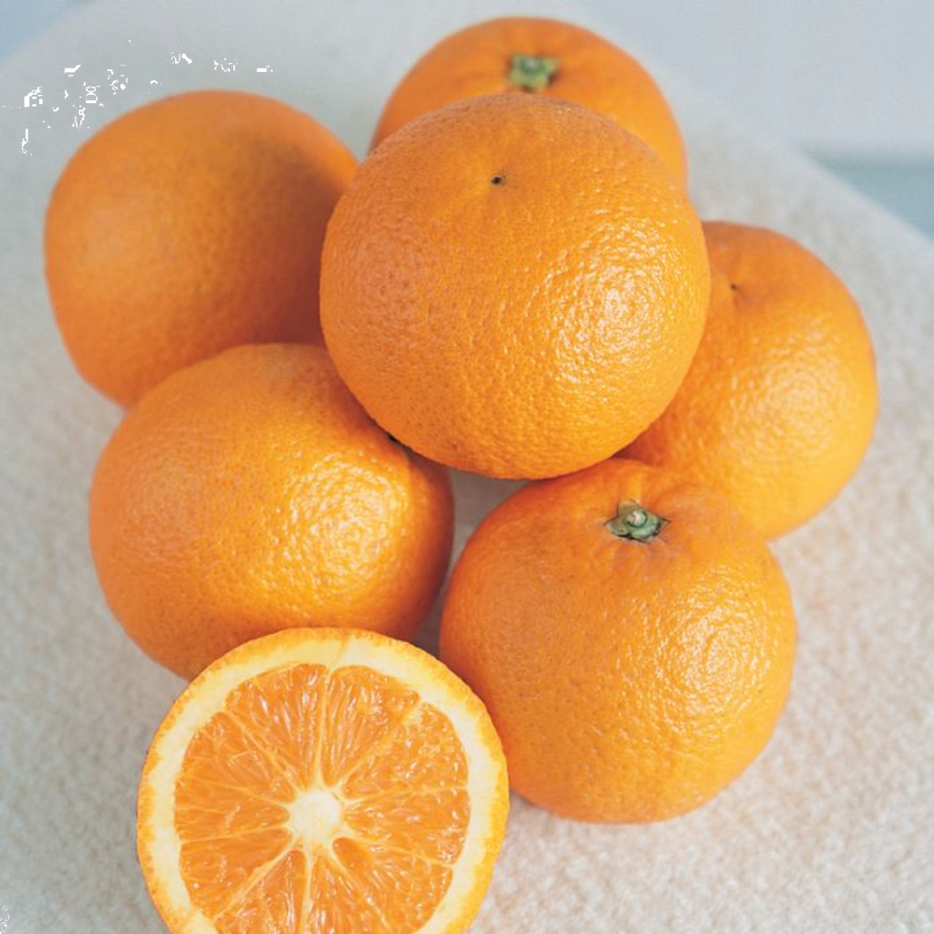Citrus Orange Seedless Valencia 5l