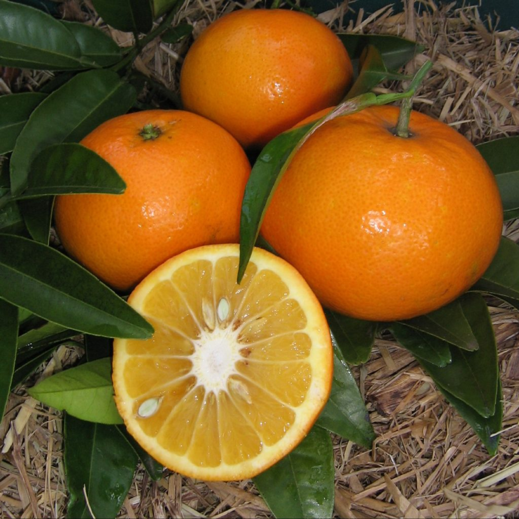 Citrus Orange Seville 5l
