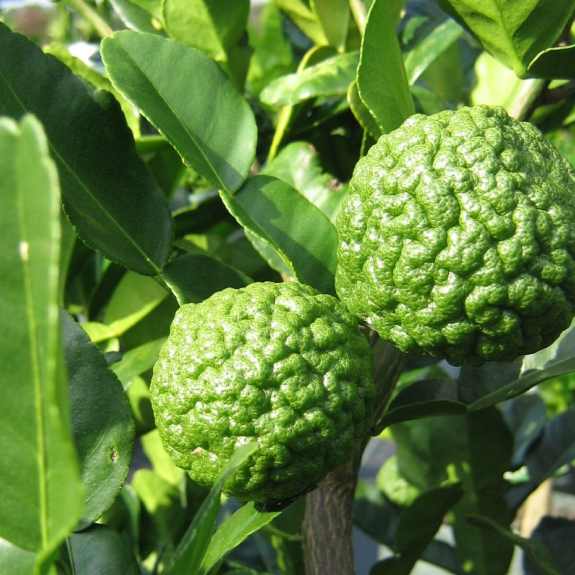Citrus Lime Kaffir 5l
