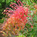 Grevillea Ned Kelly 140mm