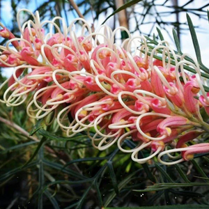 Grevillea Pink Surprise 140mm