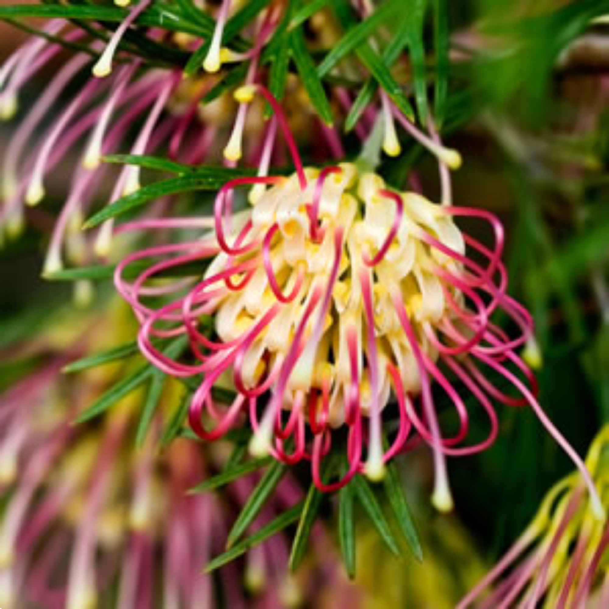 Grevillea Winpara Gold 140mm