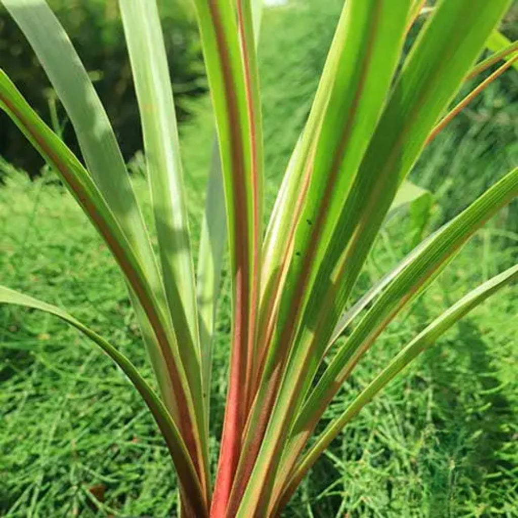 Cordyline Peko 140mm