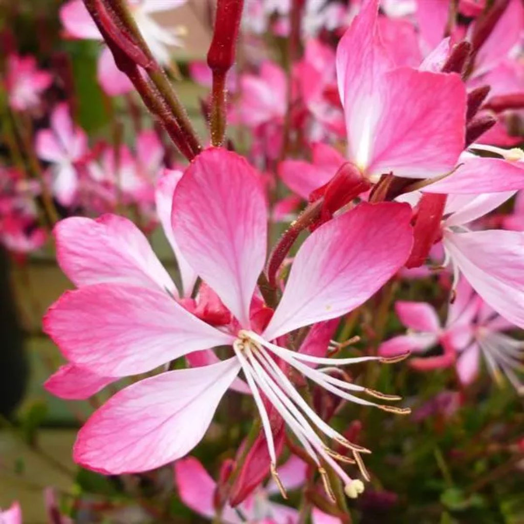 Gaura Little Janie 140mm