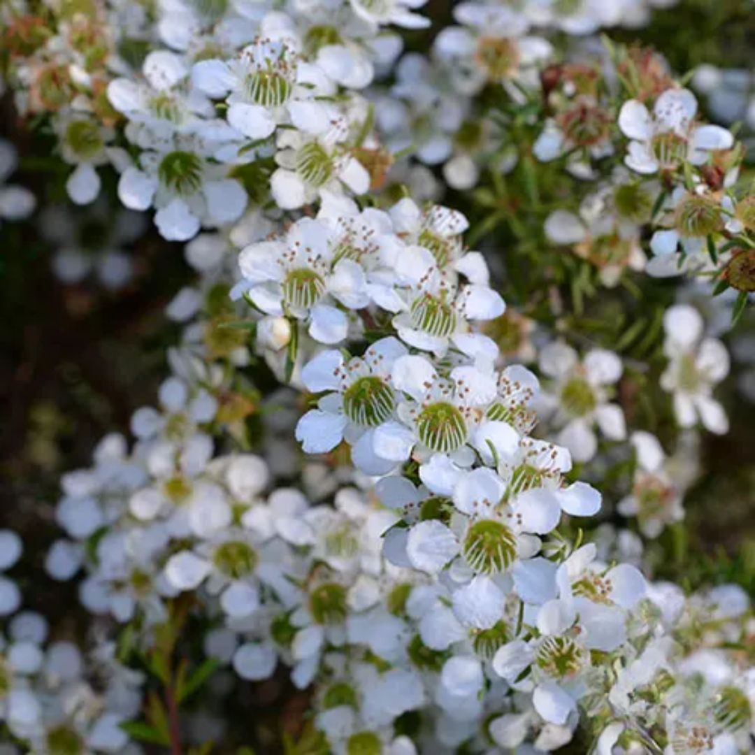 Leptospermum Cardwell 140mm