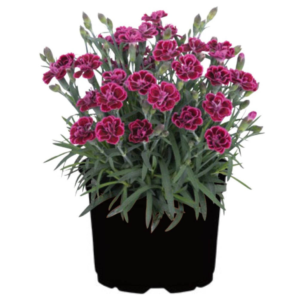 Carnation Dwarf Viva Magenta 130mm