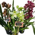 Cymbidium Orchid 17.5cm