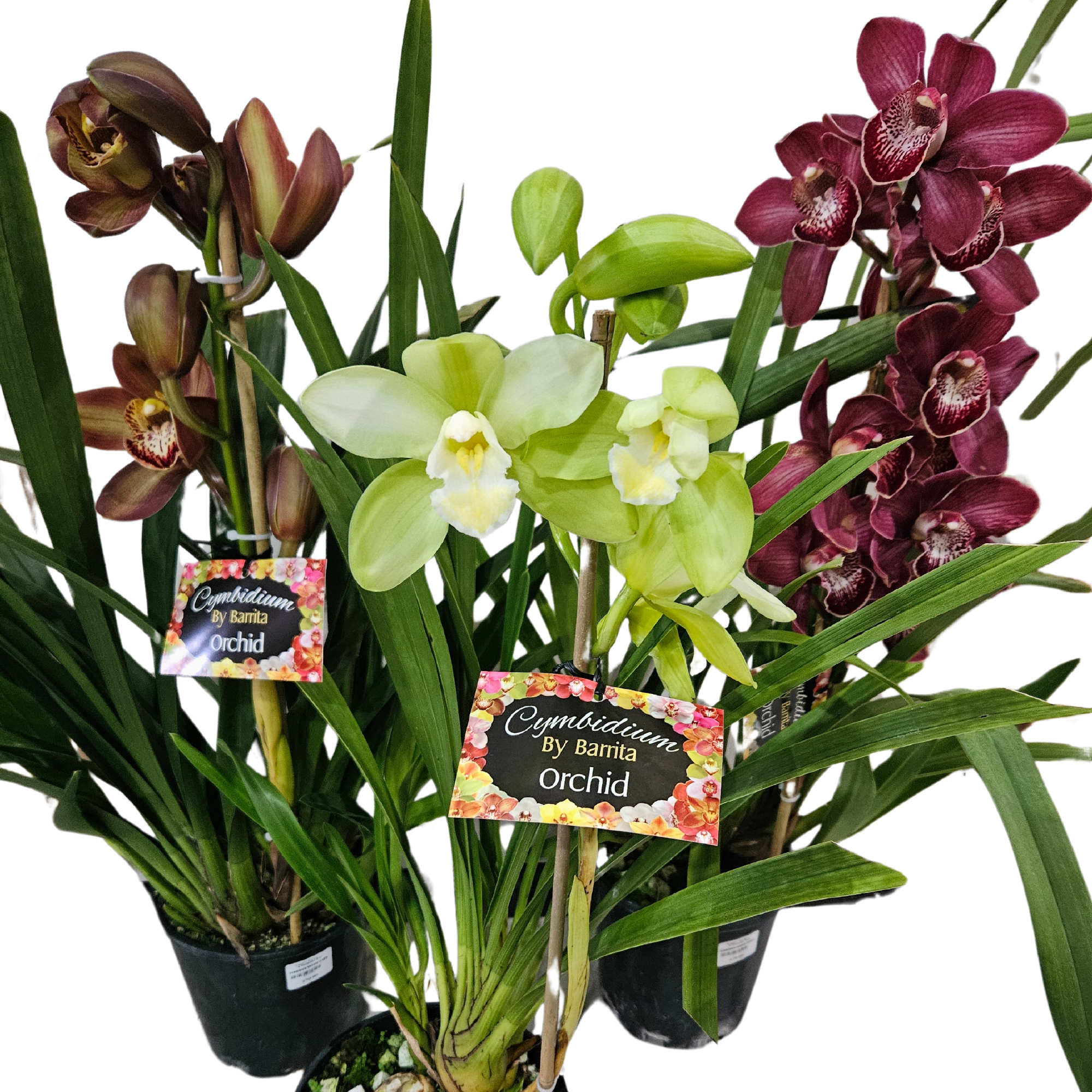 Cymbidium Orchid 17.5cm