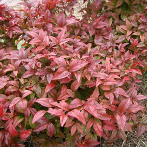 Nandina Nana 140mm